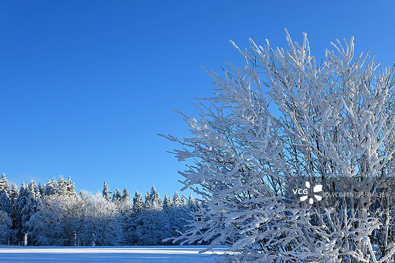 天气好的时候，积雪覆盖的树木图片素材