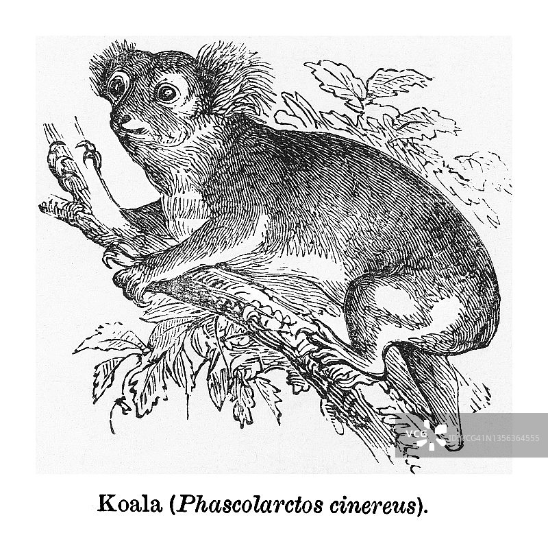 古老的树袋熊雕刻插图，树袋熊(Phascolarctos cinereus)图片素材