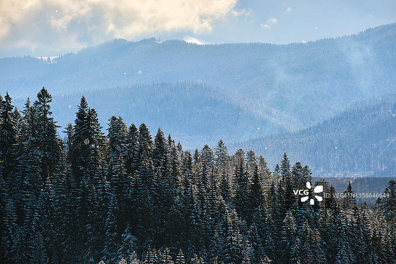 冬季景观与云杉的雪覆盖森林在寒冷的山区。图片素材