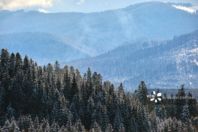 在寒冷明亮的冬日里，高山森林里高大的常绿松树覆盖着刚下过的雪。图片素材