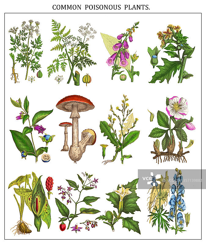有毒植物的旧色谱仪插图图片素材