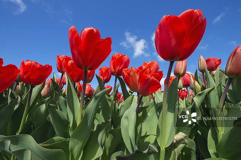红色的郁金香在花的田野对天空，春天。荷兰、欧洲。图片素材
