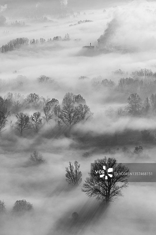 树在晨雾中图片素材
