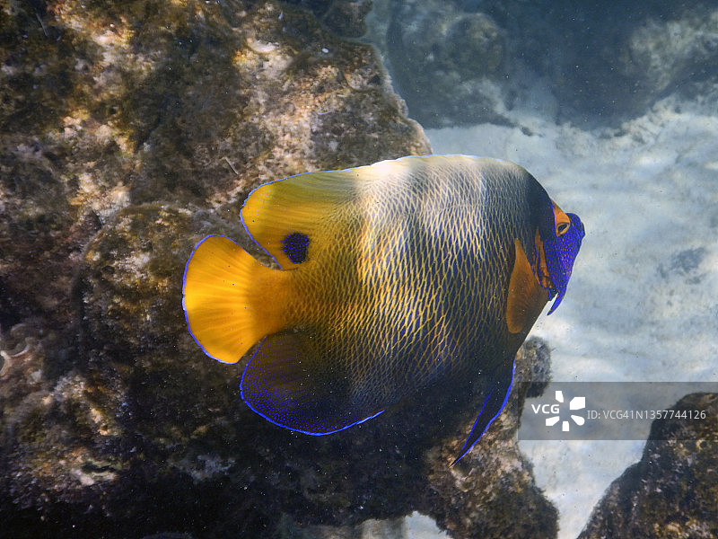 马尔代夫珊瑚礁上的黄面神仙鱼(黄面神仙鱼)图片素材