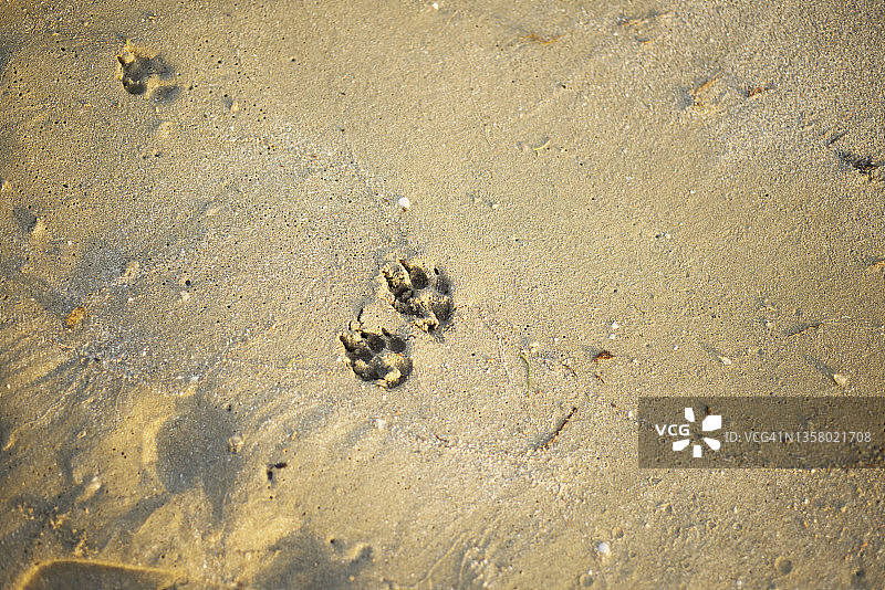 沙滩上一只小狗的脚印。图片素材