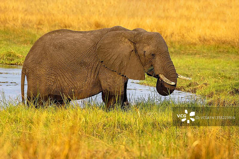非洲象(Loxodonta africana)， Moremi Game Reserve East，奥卡万戈三角洲，博茨瓦纳图片素材