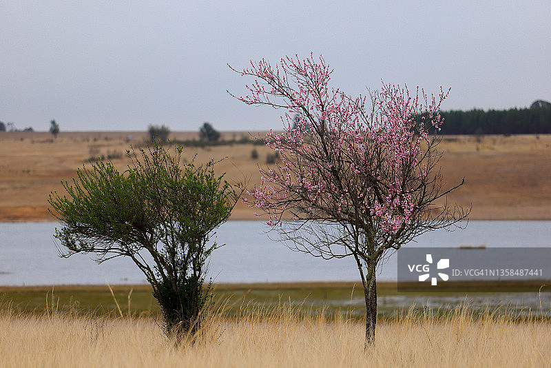 春天,南非图片素材