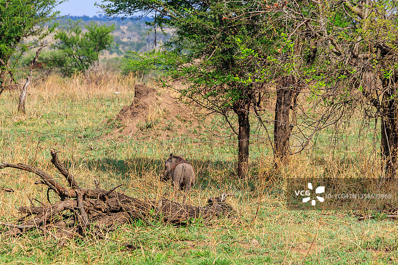 坦桑尼亚塞伦盖蒂国家公园大草原上的一种普通疣猪(非洲疣猪)图片素材