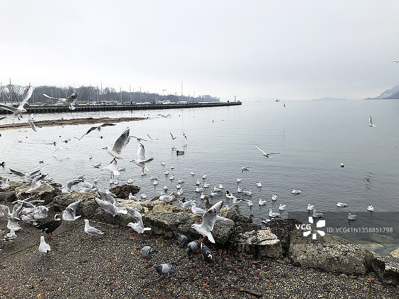 秋天的瑞士贝尔湖上的一群海鸥图片素材