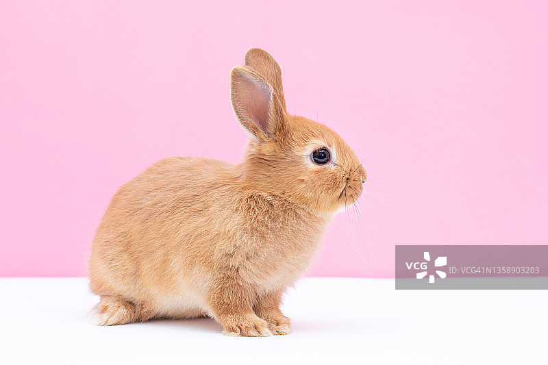 可爱的棕色小兔子在粉红色的背景图片素材