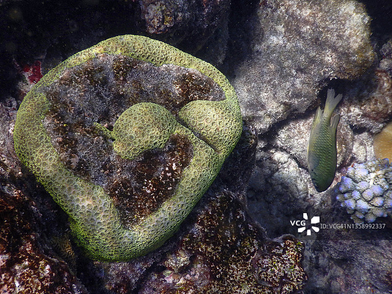 马尔代夫泻湖的椭圆星珊瑚(二星珊瑚)图片素材