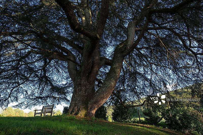 法国的一棵老树，上面有一个受欢迎的长凳。图片素材