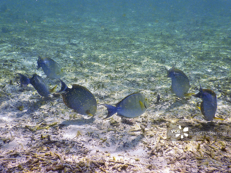 马尔代夫共和国南马勒环礁上的海洋刺尾鱼(巴希亚努斯刺尾鱼)。图片素材