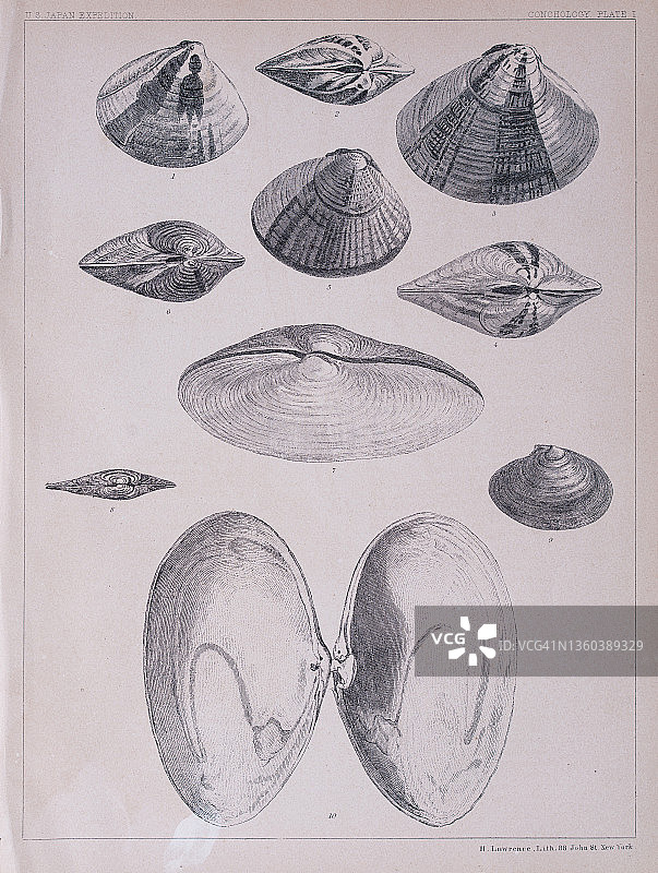 日本海螺和软体动物插图，1856年图片素材