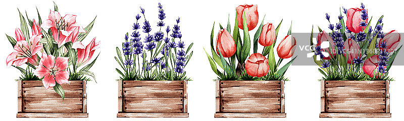 一套装在木箱里的春天鲜花。百合、郁金香、薰衣草。非常适合贴纸，明信片，装饰和更多。图片素材