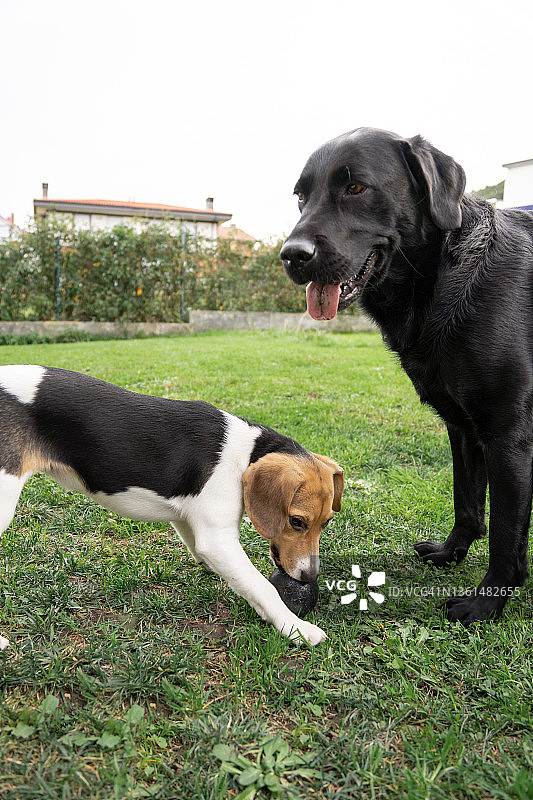 狗在花园里的草地上玩拉布拉多犬和小猎犬图片素材
