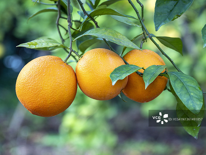 橘子田，一棵橘子树的树枝上挂着一个橘子。图片素材