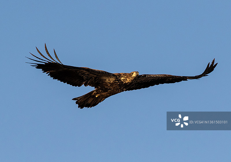 不成熟的秃鹰展翅翱翔在湛蓝的天空图片素材