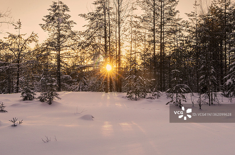 冬日森林的阳光和雪上动物的足迹。日落。北芬兰。图片素材
