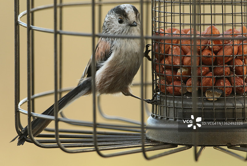 一个美丽的长尾山雀，尾缘山雀，从一个喂鸟器中进食。图片素材