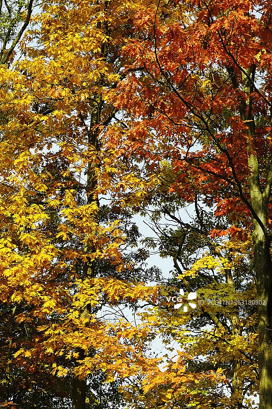 全帧的秋天树叶图片素材