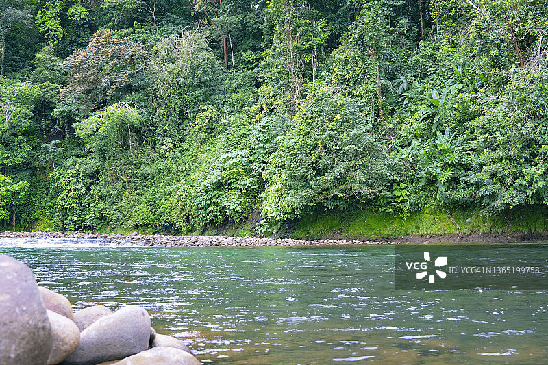 美丽的河流流经哥斯达黎加的热带雨林图片素材