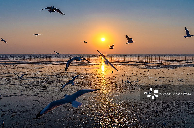 日落时海鸥在海滩上飞翔的风景图片素材