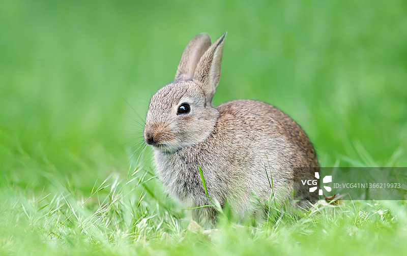 一只兔子坐在绿草地上的特写图片素材