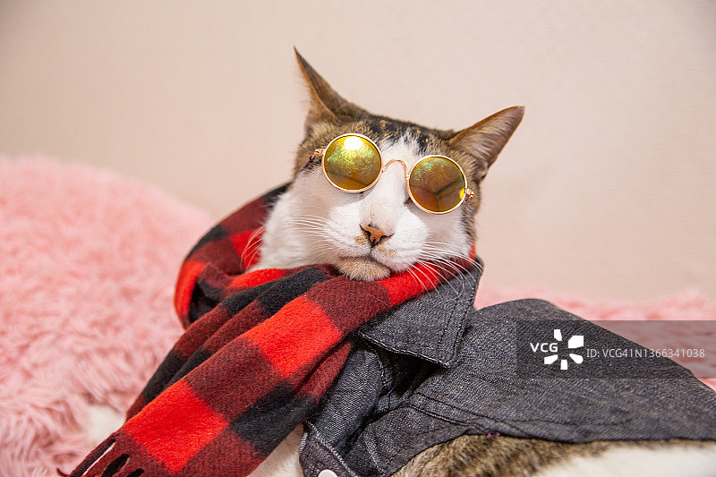 穿着夹克和太阳镜的猫图片素材
