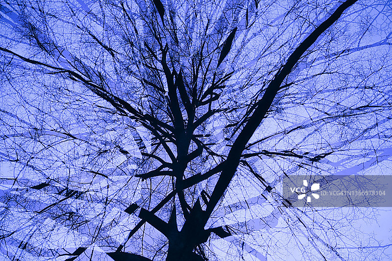 移动影像一棵冬天的树。蓝色的基调。图片素材