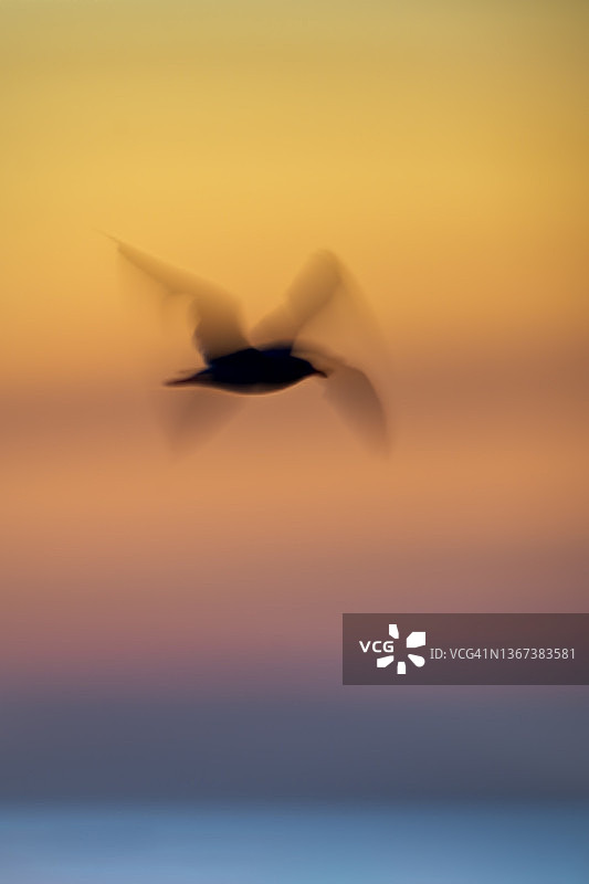 美丽的抽象艺术海鸥在运动在海洋上的日出在开普五月，新泽西州图片素材