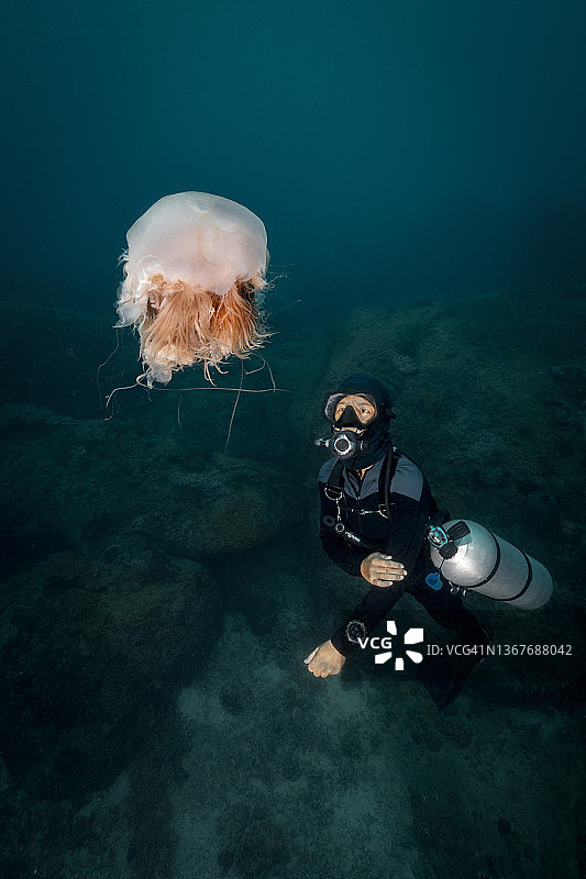 巨大的海蜇和水下呼吸器潜水员图片素材