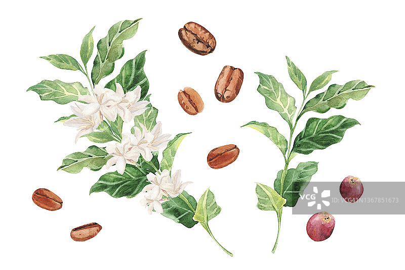 手绘水彩咖啡树枝、花和豆。咖啡树。咖啡浆果的成熟。图片素材