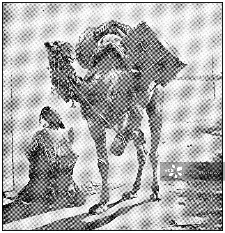 古埃及旅行照片:阿拉伯祈祷和骆驼图片素材