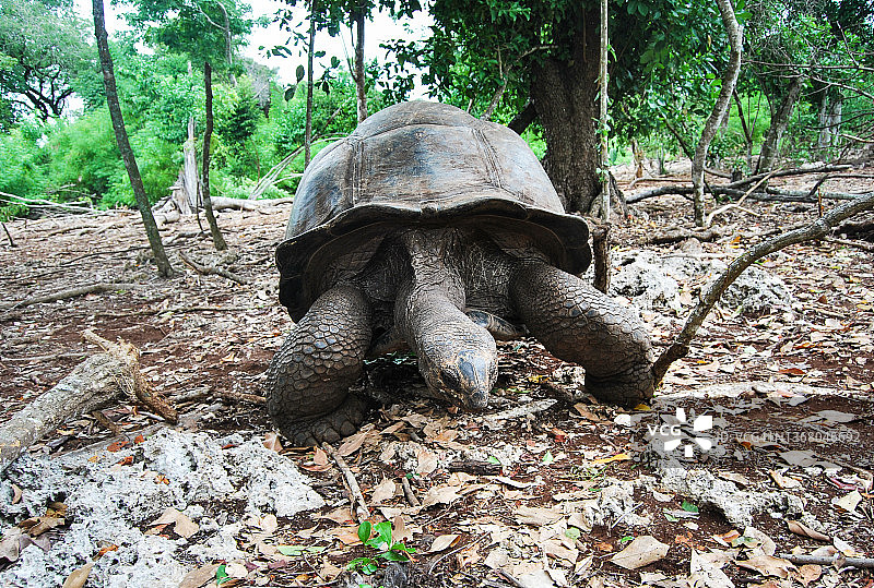 亚达伯拉巨龟或亚达伯拉巨龟，是可以在昌古岛上参观的一个小群体的一部分。石城，桑给巴尔，坦桑尼亚。图片素材