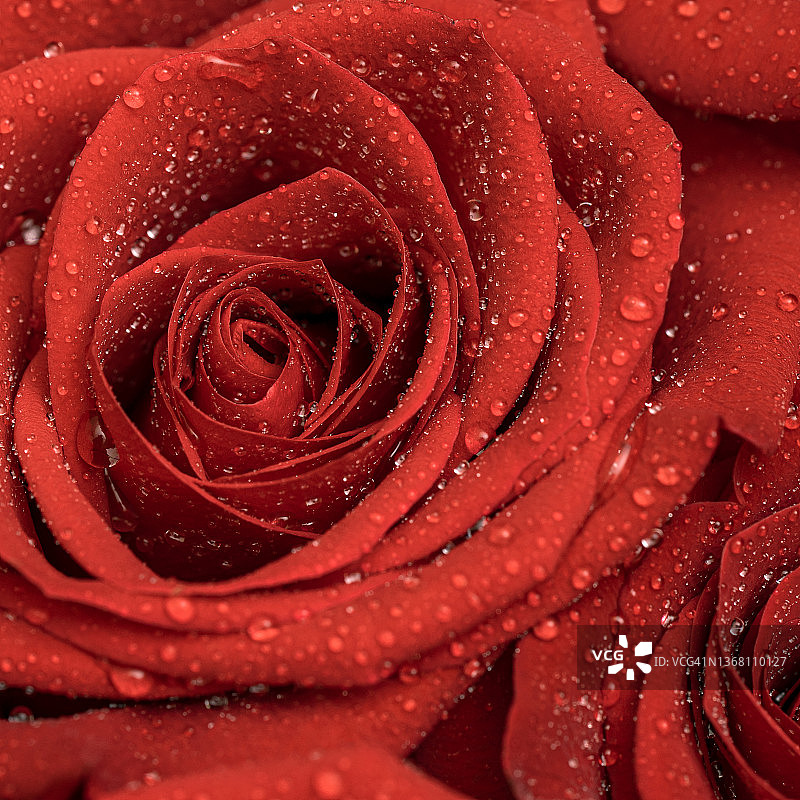 红玫瑰与滴接近纹理背景。花的墙纸。图片素材