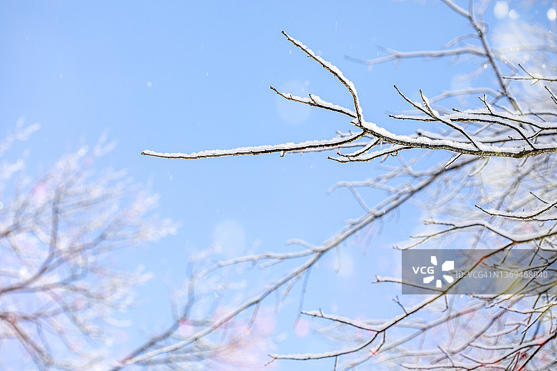 冬天下雪的树枝在蓝天的背景。图片素材