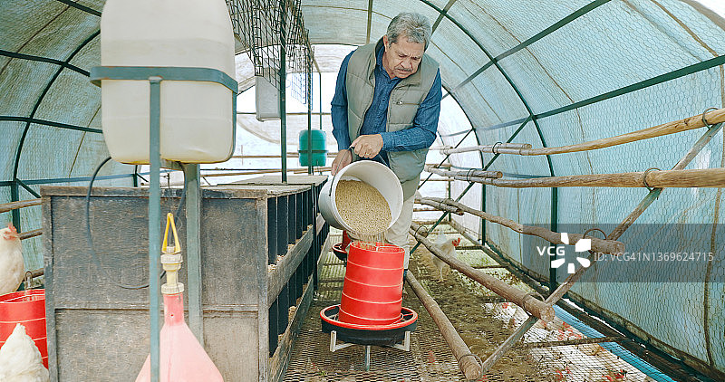 这张照片拍摄于一个养鸡场，一名男子正在准备喂鸡的种子图片素材