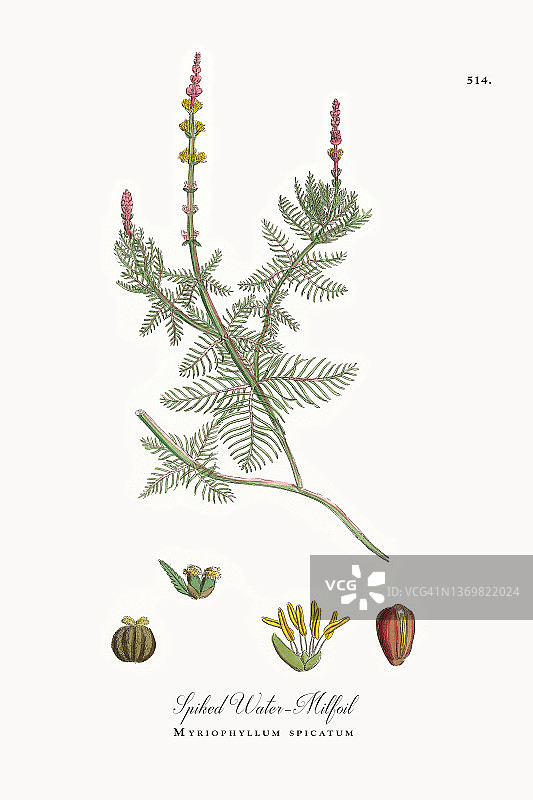 水穗叶，多叶植物，维多利亚植物学插图，1863年图片素材