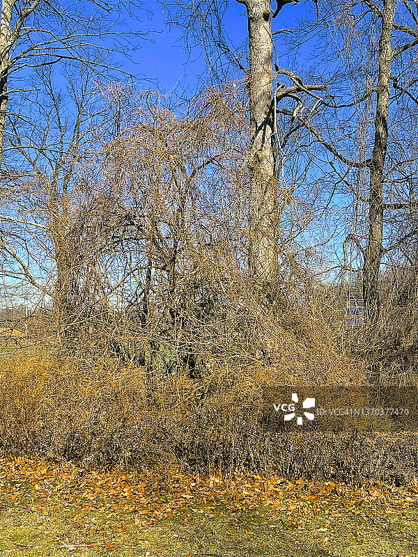 在公园里，金棕色藤蔓缠绕在树上，蒂内克图片素材