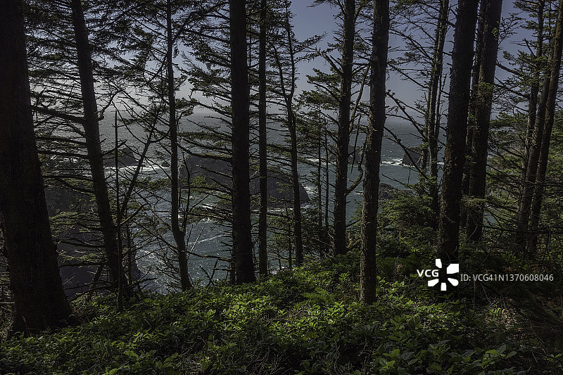 从俄勒冈州的一座小山上俯瞰太平洋的树木图片素材