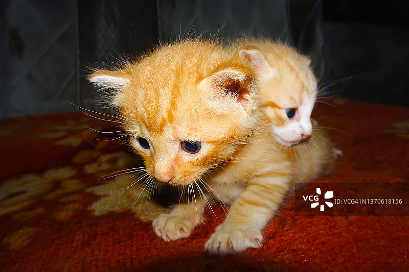 可爱的姜小猫。橙色的小猫。两只小猫拥抱图片素材
