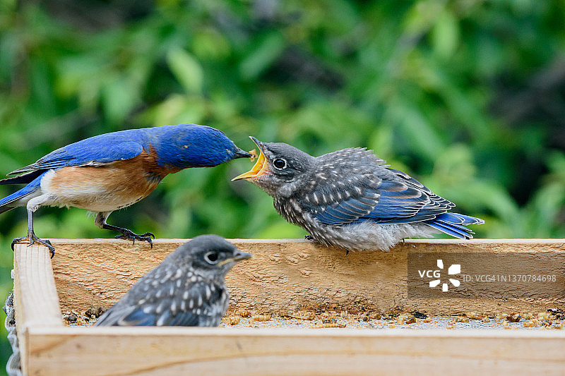 雌性东部蓝鸟为她的雏鸟提供食物图片素材