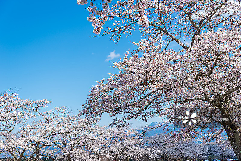 静冈县的樱花盛开季节在4月。日本静冈县松户市富士公墓。图片素材