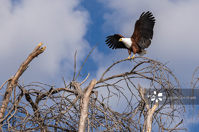 非洲鱼鹰降落在野外的树上图片素材
