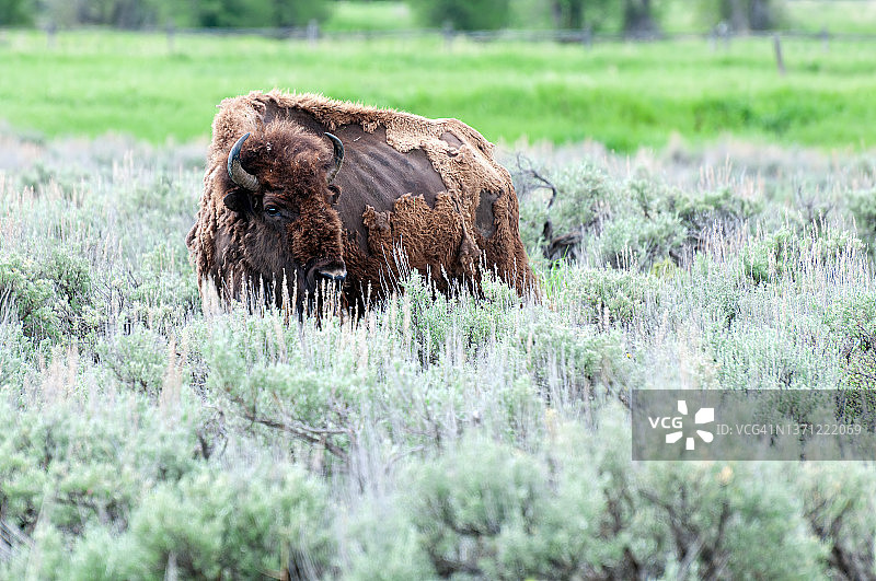 美国怀俄明州杰克逊大提顿国家公园的美洲野牛在脱落他们的旧头发图片素材