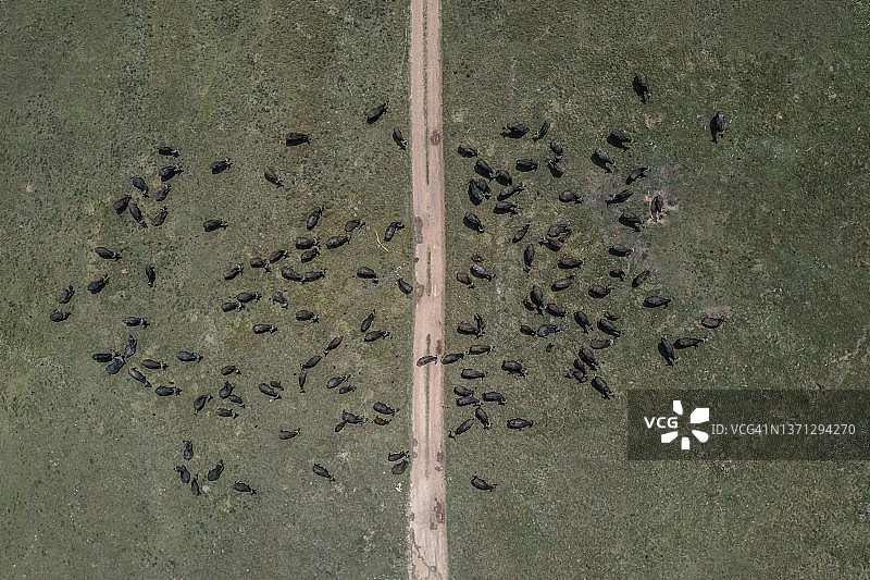 南非东开普省拉利贝拉野生动物保护区，一架无人机俯视着一大群非洲水牛，它们围绕在一条空旷的土路周围图片素材