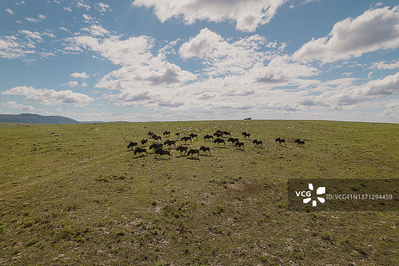 南非东开普省拉利贝拉野生动物保护区，从空中拍摄的草原上的一群角马图片素材