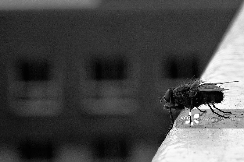 黑白苍蝇的微距照片图片素材