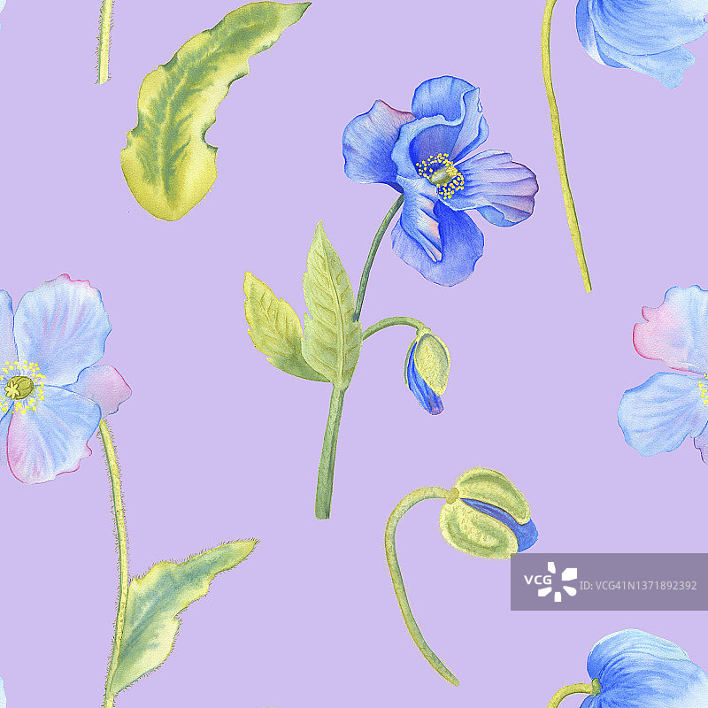 蓝色罂粟水彩无缝图案。手绘的喜马拉雅花和叶子在紫罗兰的背景插图。花卉装饰。用于纺织品和壁纸图片素材